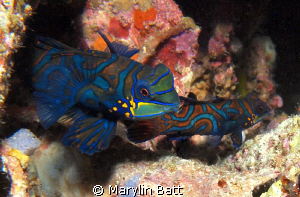 Lovly pair of Mandarin Fish, whish I could have gotten ju... by Marylin Batt 